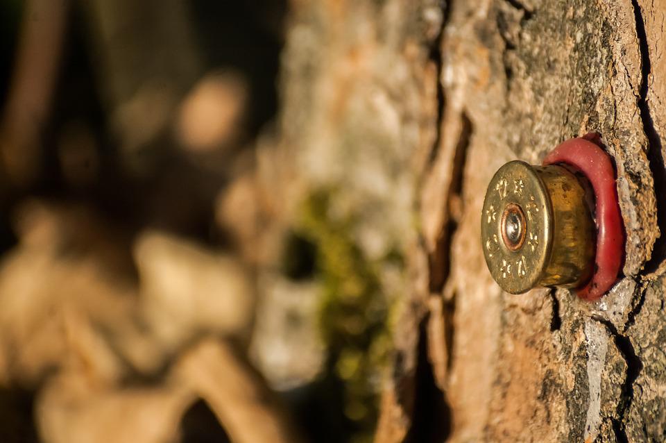 A bullet inserted deep in a tree