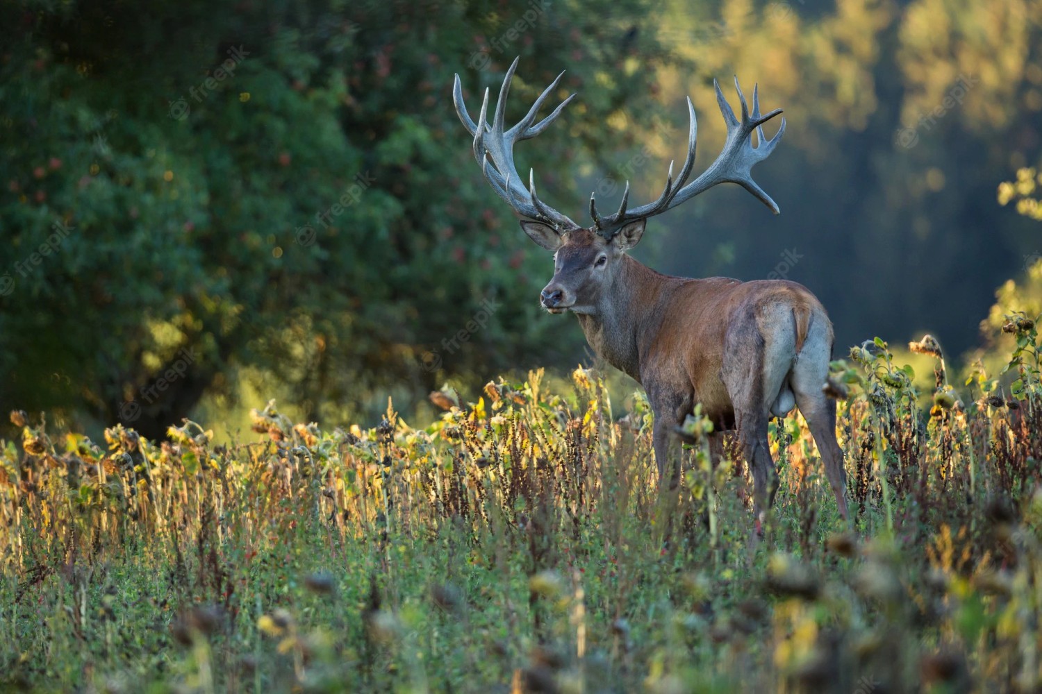 Deer standing in field with sun shining Image address: