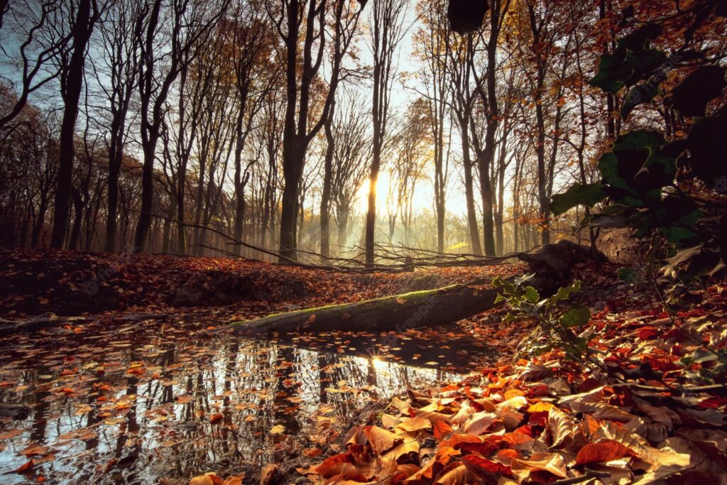 pond with leaves and trees surrounding