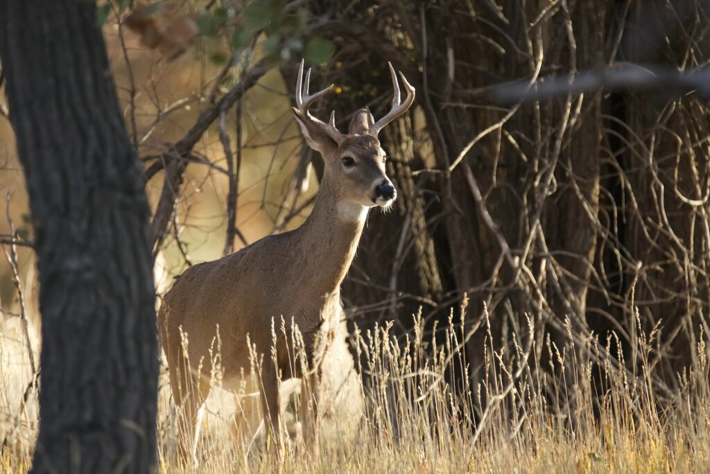A young buck standing in the woods